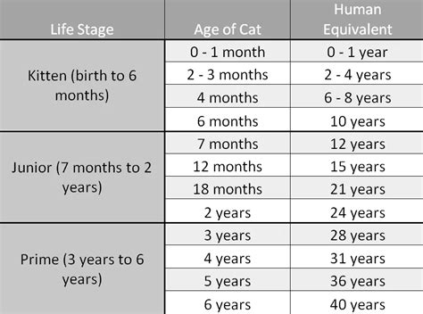 How Long Do Tabby Cats Live Heres The Answer