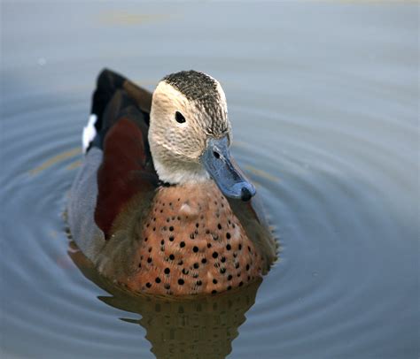 Duck Ringed Teal Free Stock Photo Public Domain Pictures