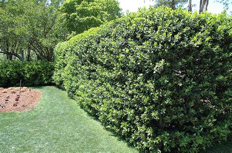 If You Desire A Dense Privacy Screen Then Fast Growing Shrubs Are The