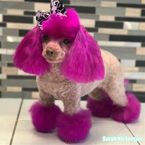 Adorable Pink Dog Hair Dye By Opawz Lasts 20 Washes