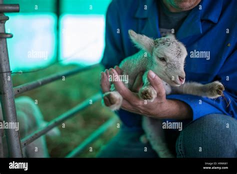 Man Holding Little Lamb On Farm Stock Photo Alamy