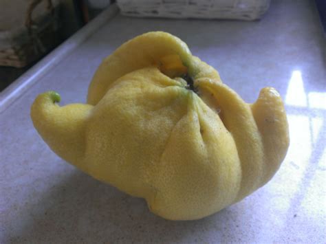 An Oddly Shaped Lemon From Our Own Tree Rmildlyinteresting