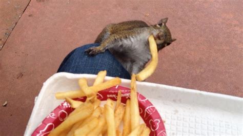 Irti Funny Picture 4805 Tags Squirrel Stealing Chips