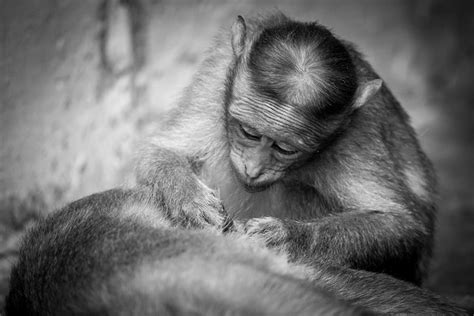 猴 动物 灵长类动物 Pixabay上的免费照片 Pixabay