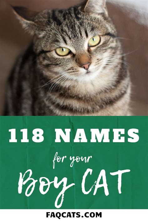 unique cat names   cat    tabby calico  burmese  list