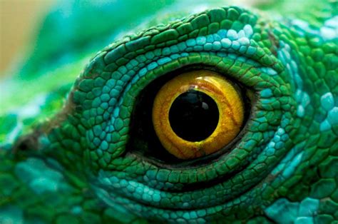 Twitter Reptile Eye Photos Of Eyes Wild Animals Photography