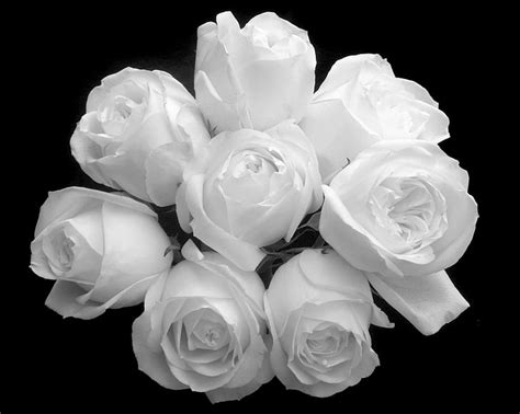 White Roses Roses Flowers Bouquet Black White Hd Wallpaper