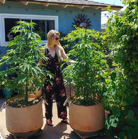 How To Grow Cannabis, Organically: Soil, Seeds, Containers ...