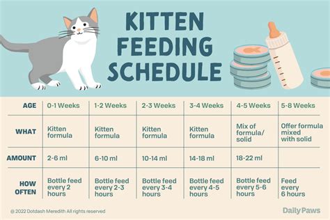 Kitten Feeding Schedule From Newborn To One Year