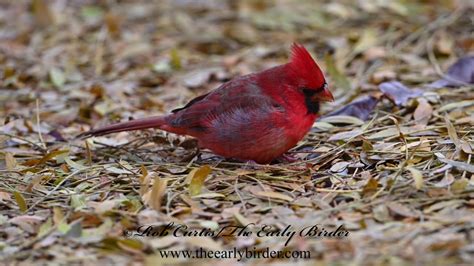 Northern Cardinals Cardinalis Cardinalis With Worm Feeding On Ground
