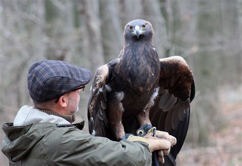 Pa Environment Digest Blog Golden Eagle Day Nov 12 At Hawk Mountain