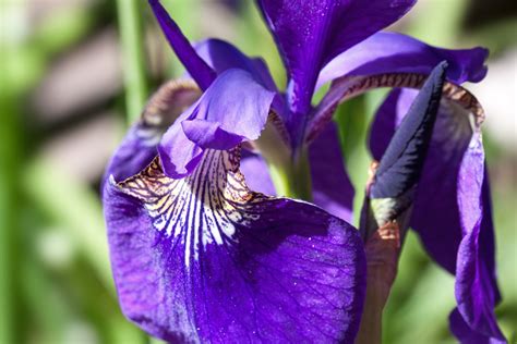 Purple Iris Flower Free Image Peakpx