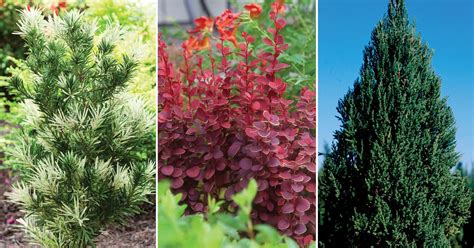 7 Tall And Slender Shrubs For Tight Spaces Shrubs For Landscaping