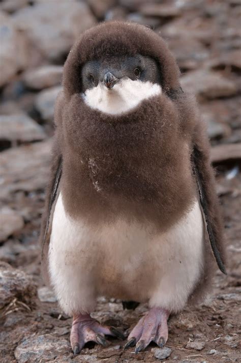 Cutest Brown Fur Baby Penguin Animais Do Mundo Fotografia De Animais