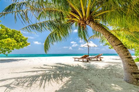 Beach Chairs And Umbrella With Palm Trees Near The Sea Luxury Summer