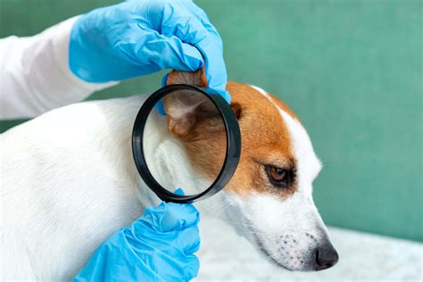Choroby Uszu U Psa Przyczyny Objawy Leczenie Mobile Legends