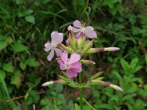 Common Soapwort Uncommon Flowering Plants In Anderson County Tn