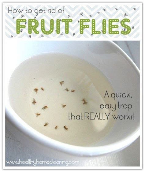 How To Get Rid Of Fruit Flies Pesky Little Things Fruit Flies