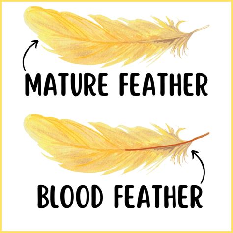 What To Do If Your Parrot Has A Broken Blood Feather Proven Pets