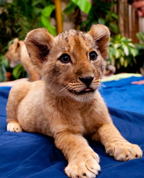 Lion Cubs At Busch Gardens Animal Fact Guide