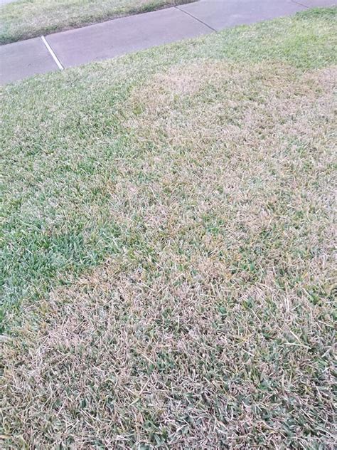 How To Treat And Prevent Brown Patches In Your St Augustine Grass