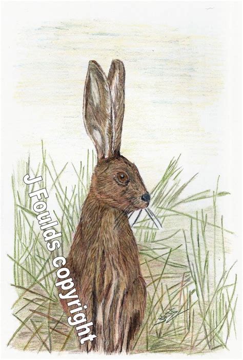 Wildlife Animals Hare Print Of Original Drawings Wildlife Prints