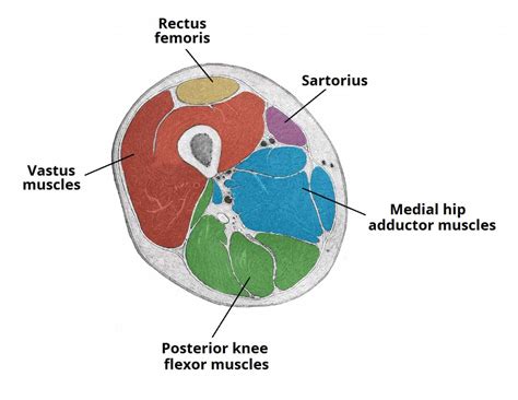 View the muscles of the upper and lower extremity in the diagrams below. Muscles of the Anterior Thigh - Quadriceps - TeachMeAnatomy