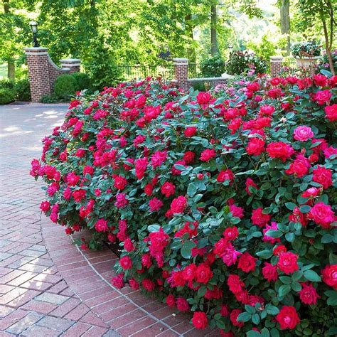 Double Knock Out® Rose Knockout Roses Organic Plants Cottage Garden