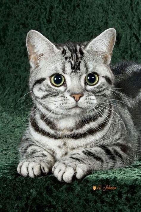 Guide to cat breeds learn about the characteristics and behaviors of your cat's breed or, if you're planning on adopting, which breeds may be best suited for you and your family. Photo #catbreeds | American shorthair cat, Cat breeds ...