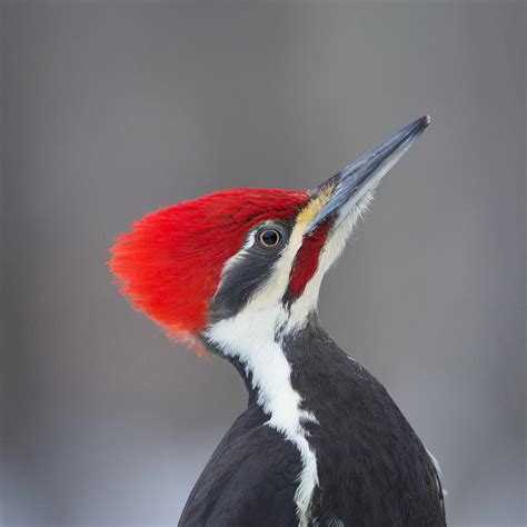 Details : Pileated Woodpecker - BirdGuides