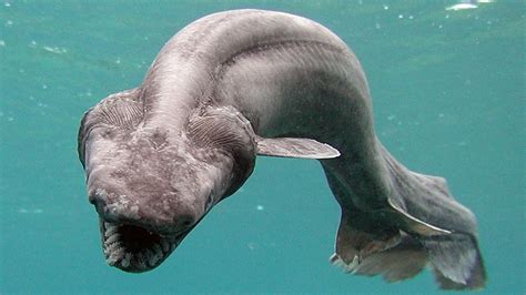 15 Potret Spesies Hewan Laut Di Kedalaman Ekstrem