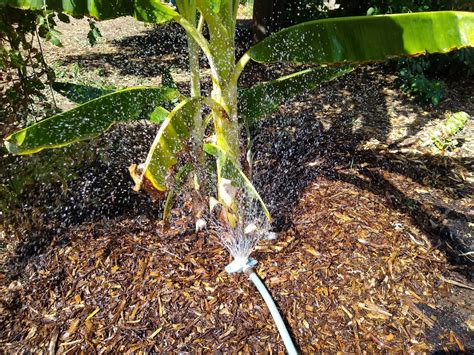 Using The Evapotranspiration Rate To Water Your Garden Better Greg