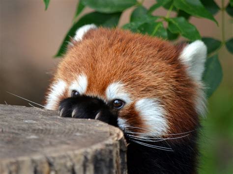 Download Animal Red Panda Hd Wallpaper