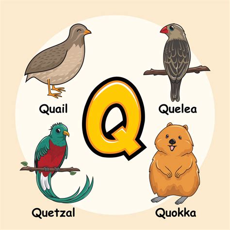 Animales Alfabeto Letra Q Para Codorniz Quelea Quetzal Quokka 3281053