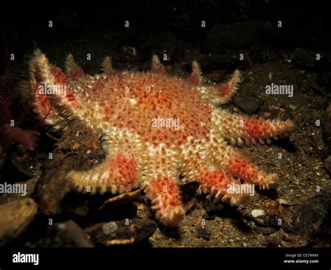 Sunstar Starfish Hi Res Stock Photography And Images Alamy