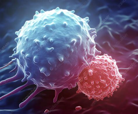 T Cell Attacking Cancer Cell Illustration Stock Image C0577802