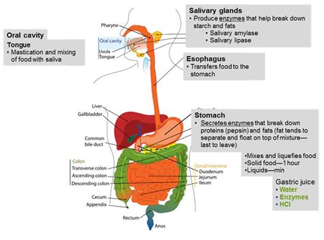 Part 1 The Digestive System Introductory Nutrition Digestion
