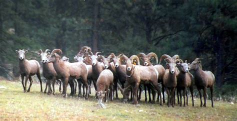 Bighorn Sheep In Washington Tests Positive For Disease