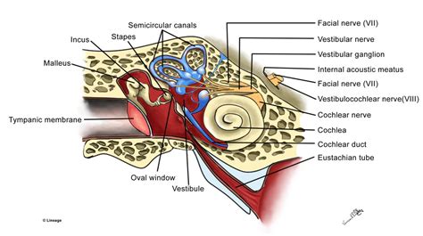 Vestibular System Neurology Medbullets Step 1