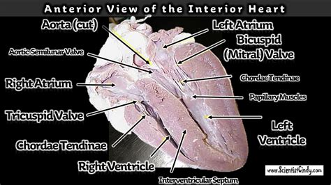 Interventricular Septum Sheep Heart