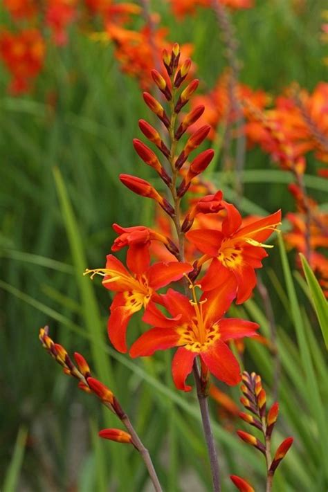 From tall varieties for the border to small types for beds and containers, there's a marigold to suit every sunny. 25 flower seed Orange Crocosmia, easy to grow #RBSE64