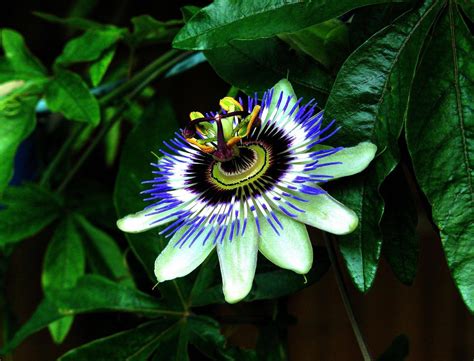 Blue Passion Flower Passiflora Caerulea From Our Garden Oc 1920 X