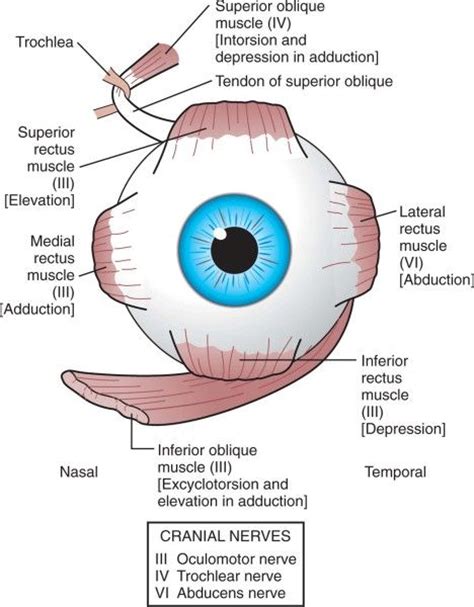 Muscles And Eye Movements Extraocular Eye Health Medicine And