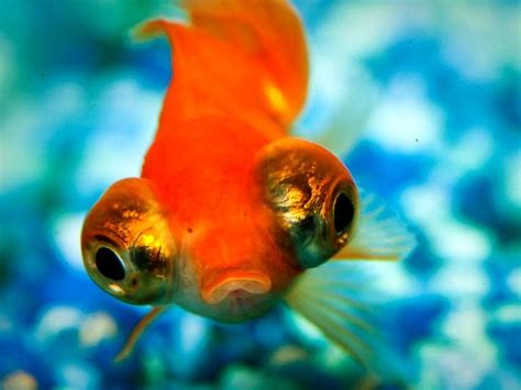 102 Best Beautiful Goldfish Images On Pinterest