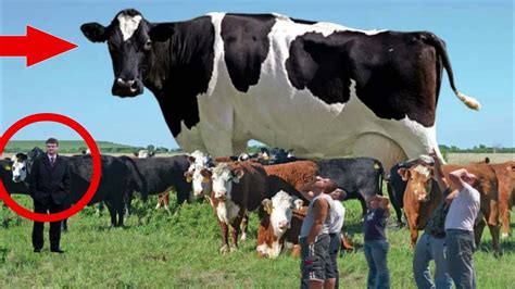 ये है दुनिया की सबसे बड़ी गाय देती है इतना दूध World S Biggest Cow Youtube