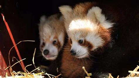 Zsl Whipsnade Zoo Releases First Pictures Of New Baby Red Pandas Itv