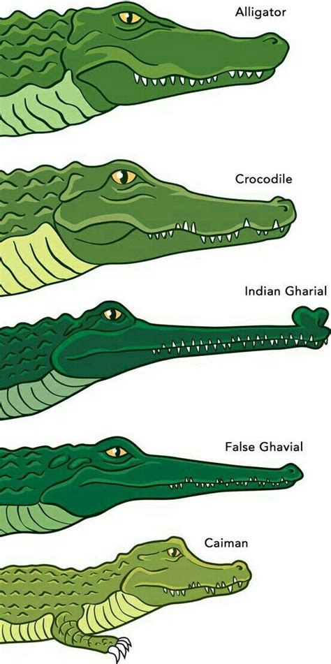 Difference Between Alligator And Crocodile Deon Has Edwards
