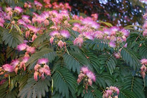 This Tree With Lacy Graceful Leaves Is The Eh Wilson Mimosa Tree