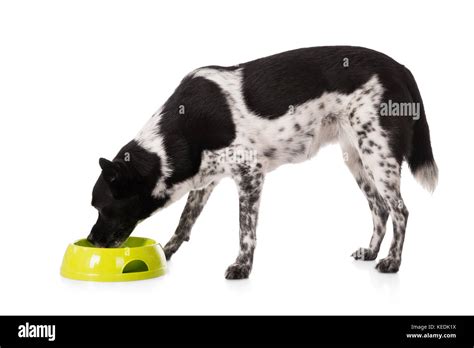 Eating Pet Dog Bowl Hi Res Stock Photography And Images Alamy