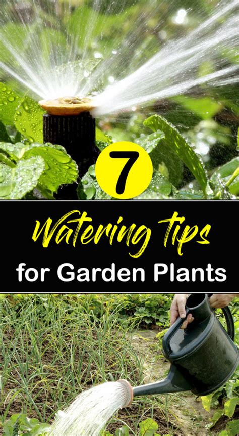 How To Water Plants Watering Tips For Garden Plants Naturebring